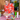 Sofies favorieten